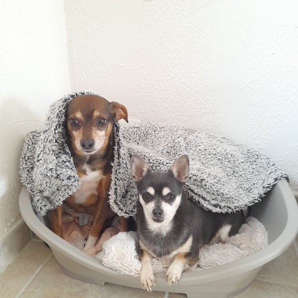 Pension Canine et Elevage de Springer Spaniel de l'Echo des Etangs 44 - photo 2