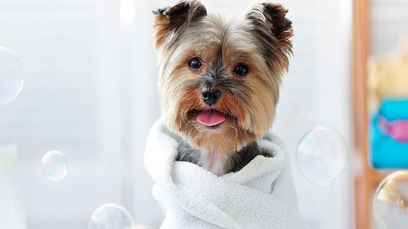 CHIEN STYLE - photo 1