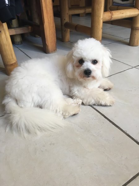 CHIEN STYLE - photo 2