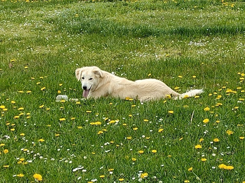 Nature Canine - Éducateur et Comportementaliste Canine à Louhans, Tournus 71 - photo 1