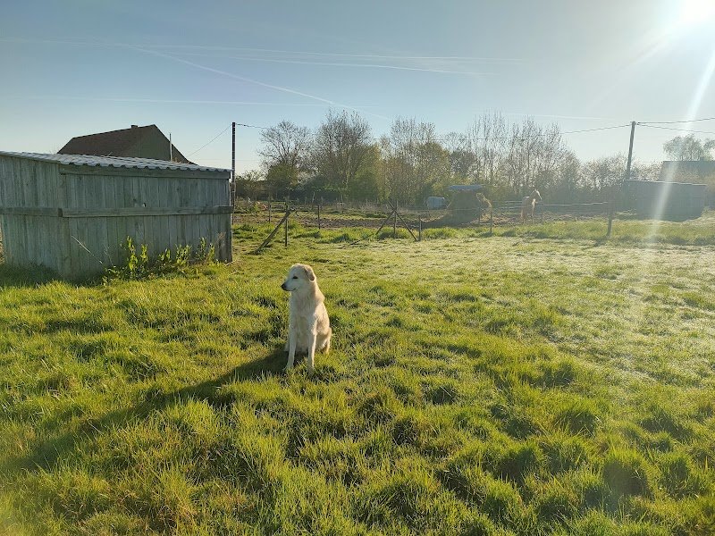 Nature Canine - Éducateur et Comportementaliste Canine à Louhans, Tournus 71 - photo 2