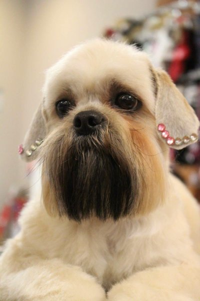 Les Aristopatt's toilettage canin et félin