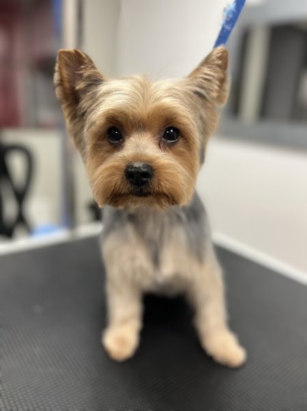 Les Aristopatt's toilettage canin et félin - photo 2