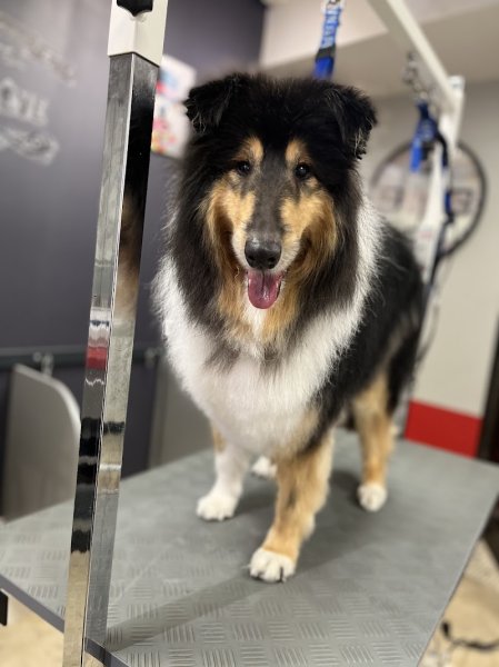 Les Aristopatt's toilettage canin et félin - photo 3