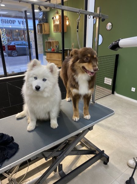 Canin’Stitut - Toilettage - photo 2