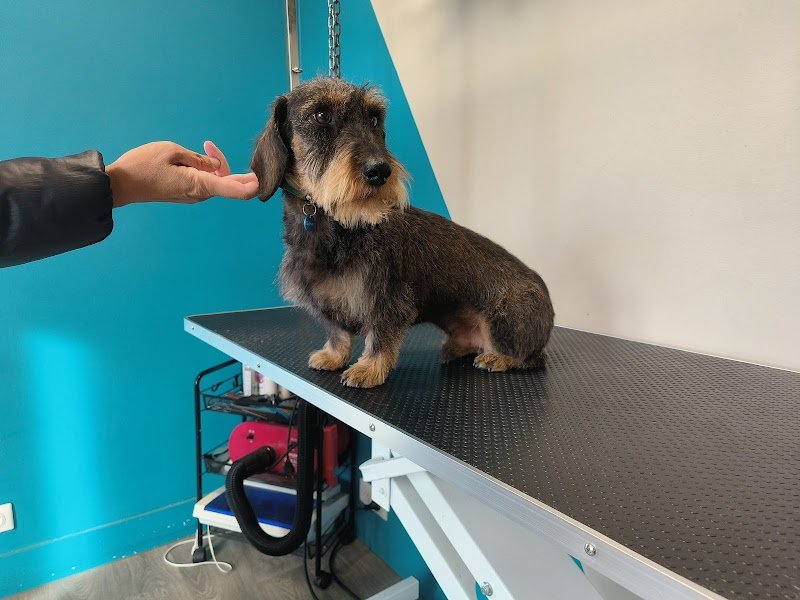 Croc Beau toilettage canin - photo 1