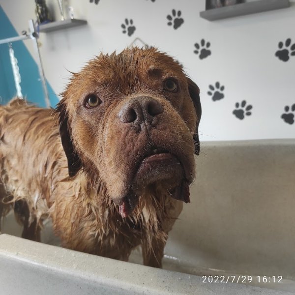 Croc Beau toilettage canin - photo 2