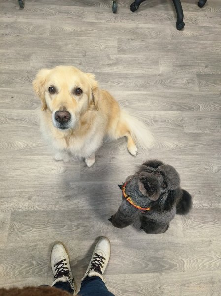 Croc Beau toilettage canin - photo 3