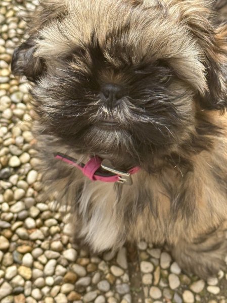 FEELDJY Elevage canin