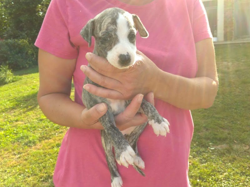 FEELDJY Elevage canin - photo 2