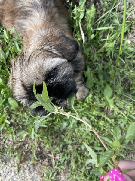 FEELDJY Elevage canin - photo 3