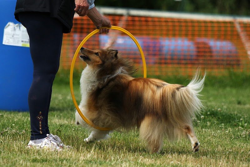 Sports et Loisirs Canins de Torcy - photo 2