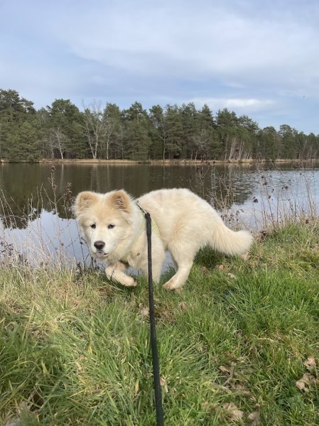 EARL Boiret Élevage Canin - photo 1