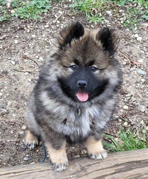 EARL Boiret Élevage Canin - photo 2