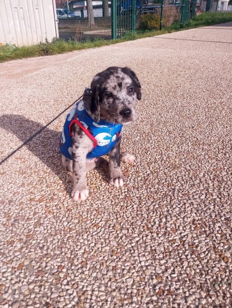 EARL Boiret Élevage Canin - photo 3