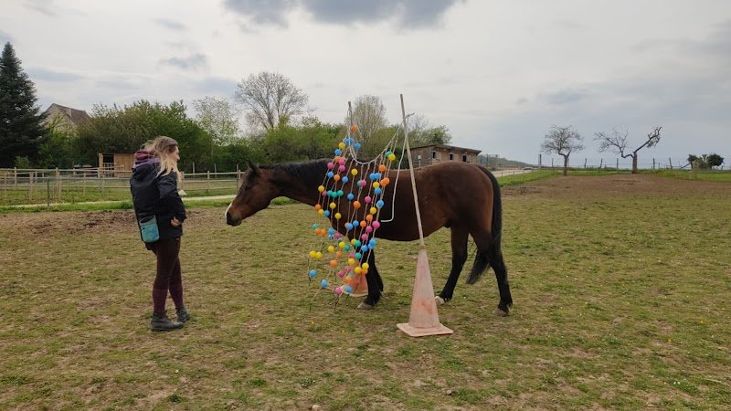 Equi'Sage - Comportementaliste, masseuse-algothérapeute & énergéticienne - photo 3