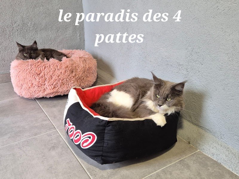 Pension Canine et Féline, le paradis des 4 pattes