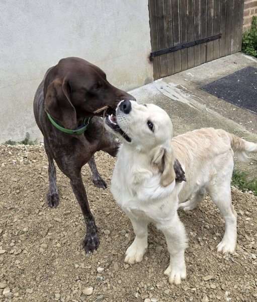 Pension Canine et Féline, le paradis des 4 pattes - photo 2