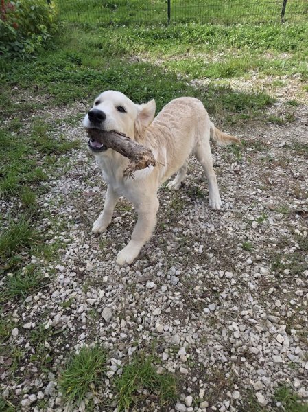 Pension Canine et Féline, le paradis des 4 pattes - photo 3