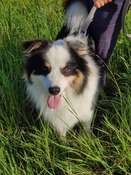 Eduka'chien: éducateur canin a domicile et sur terrain, pour toutes races et âges 44/49 - photo 2