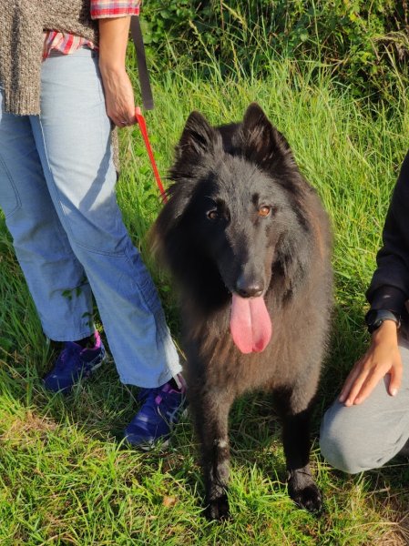 Eduka'chien: éducateur canin a domicile et sur terrain, pour toutes races et âges 44/49 - photo 3