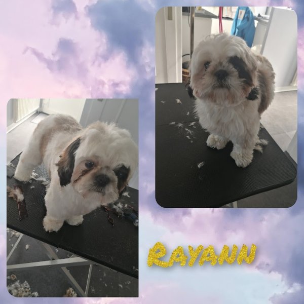 Dog Fashion toilettage à domicile - photo 1