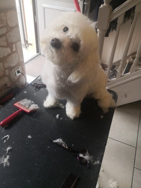 Dog Fashion toilettage à domicile - photo 3