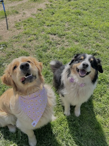 Candy's Dogs - photo 1