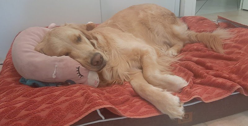 Candy's Dogs - photo 3