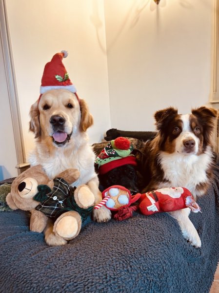 Pension canine familiale La Douceur d’Uska - photo 3