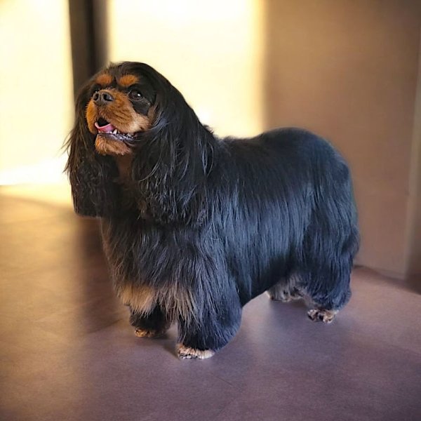 Natural'Dog Toilettage - photo 3