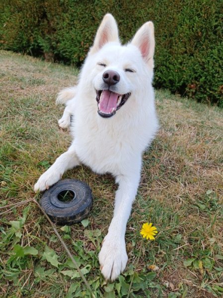 Ors'Home - Pension canine familiale - Prestation de services - photo 1