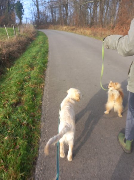 4 paws dog care - photo 1