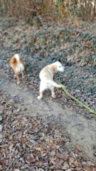 4 paws dog care - photo 2