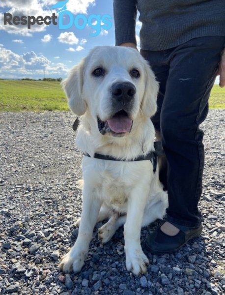 Éducateur canin RespectDogs Vire - photo 2