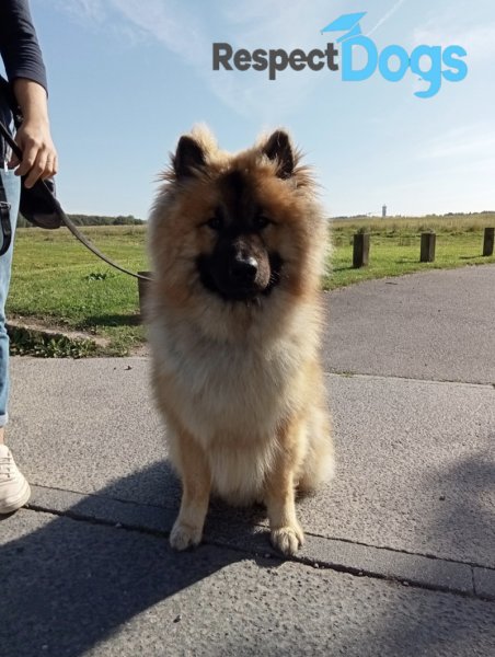 Éducateur canin RespectDogs Vire - photo 3