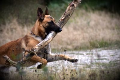 Master Dog - photo 2