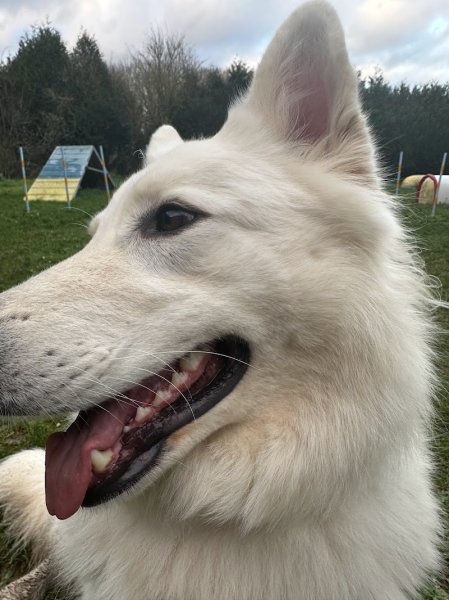 LES ANIMAUX DU MESNIL : éducateur canin comportementaliste - photo 2