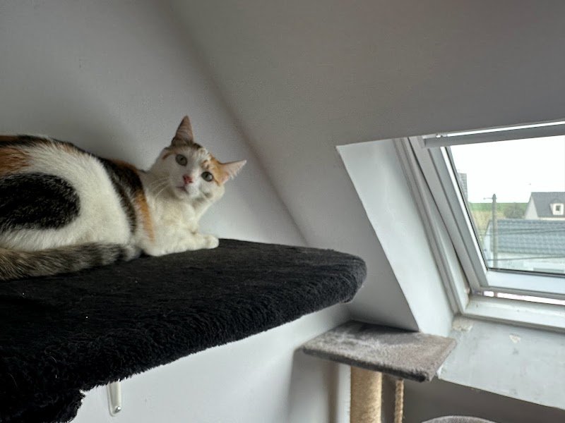 LES ANIMAUX DU MESNIL : éducateur canin comportementaliste - photo 3