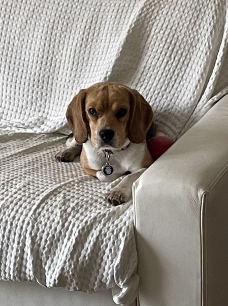 Le Clos Du Bonheur (Élevage, Pension canine, Animalerie, Toilettage, Education) - photo 2