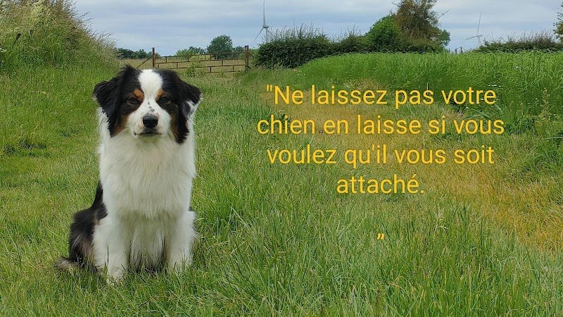 Feeling Dog - photo 1