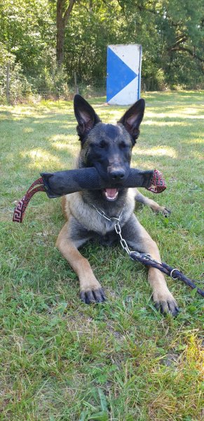 Dog Educ 45 - photo 1