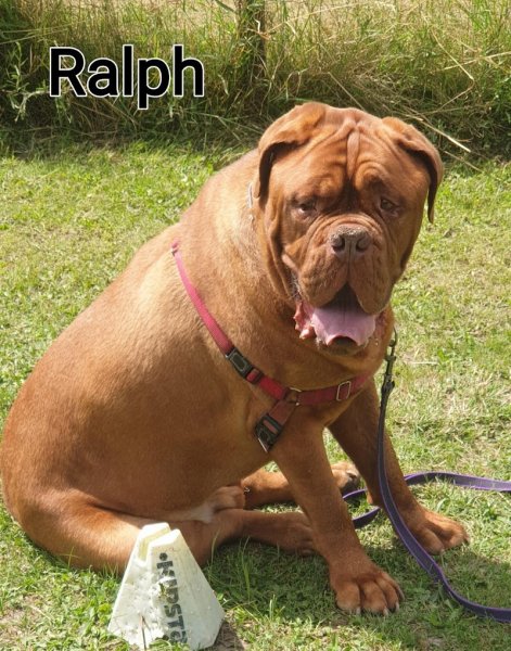 Dog Educ 45 - photo 2