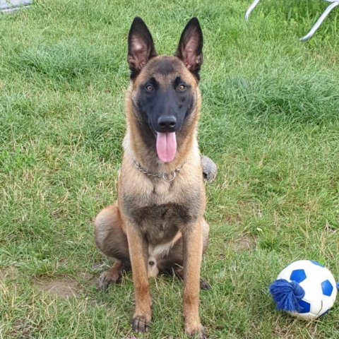 Dog Educ 45 - photo 3