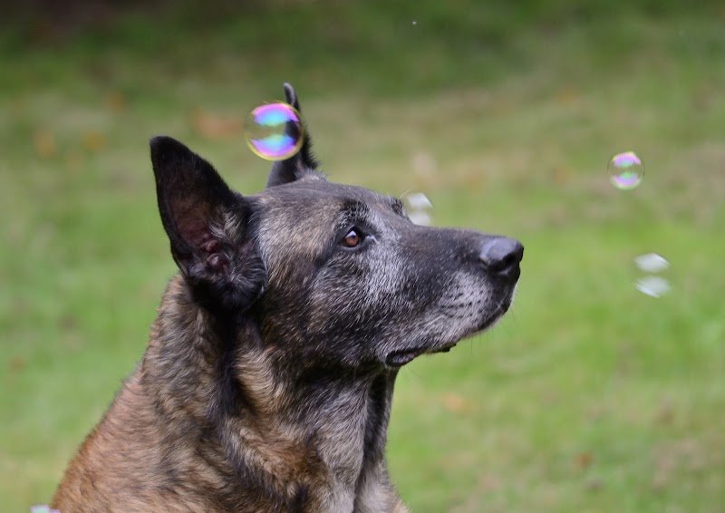 ERUS-éducateur canin - photo 1