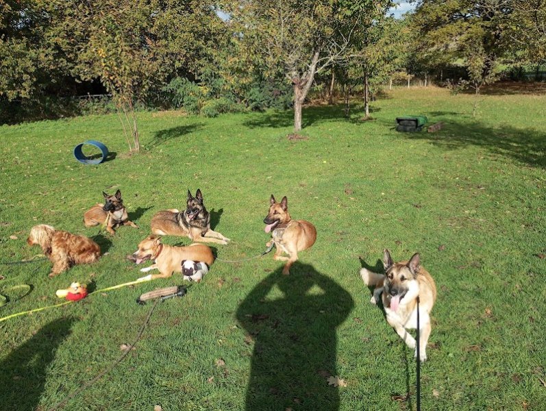 ERUS-éducateur canin - photo 2