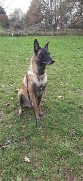 ERUS-éducateur canin - photo 3