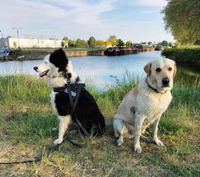 Owen et Laurent - Educateur comportementaliste canin à Châlons-en-Champagne et la Marne, 51 - photo 2