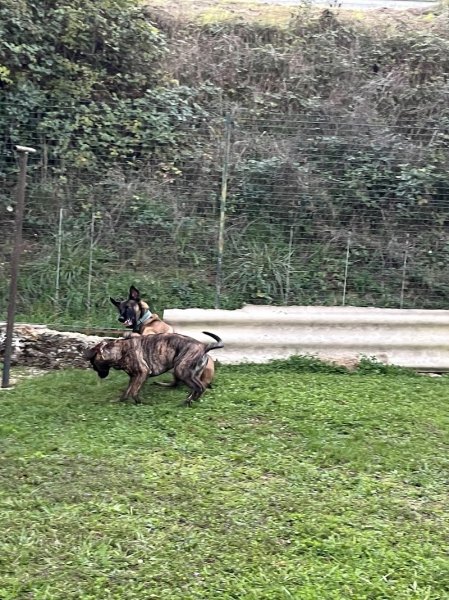 Owen et Laurent - Educateur comportementaliste canin à Châlons-en-Champagne et la Marne, 51 - photo 3