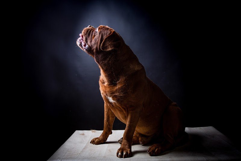Unbelievadog, élevage de dogue de bordeaux - photo 1